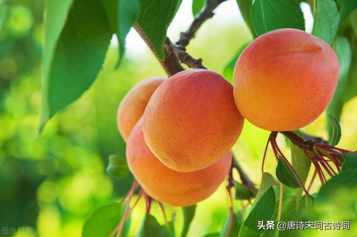 小满节气，赏析明代李昌祺的《小满日口号》-第2张图片-非凡网