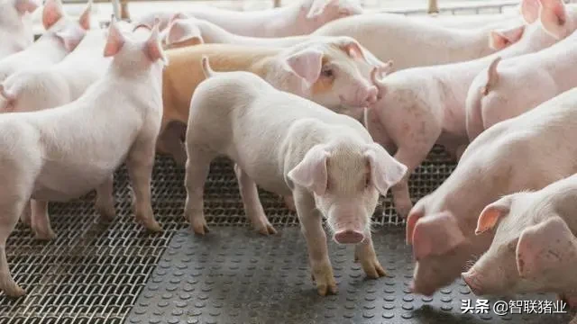 猪刚刚卖完，一天就上涨近2元，是市场因素还是