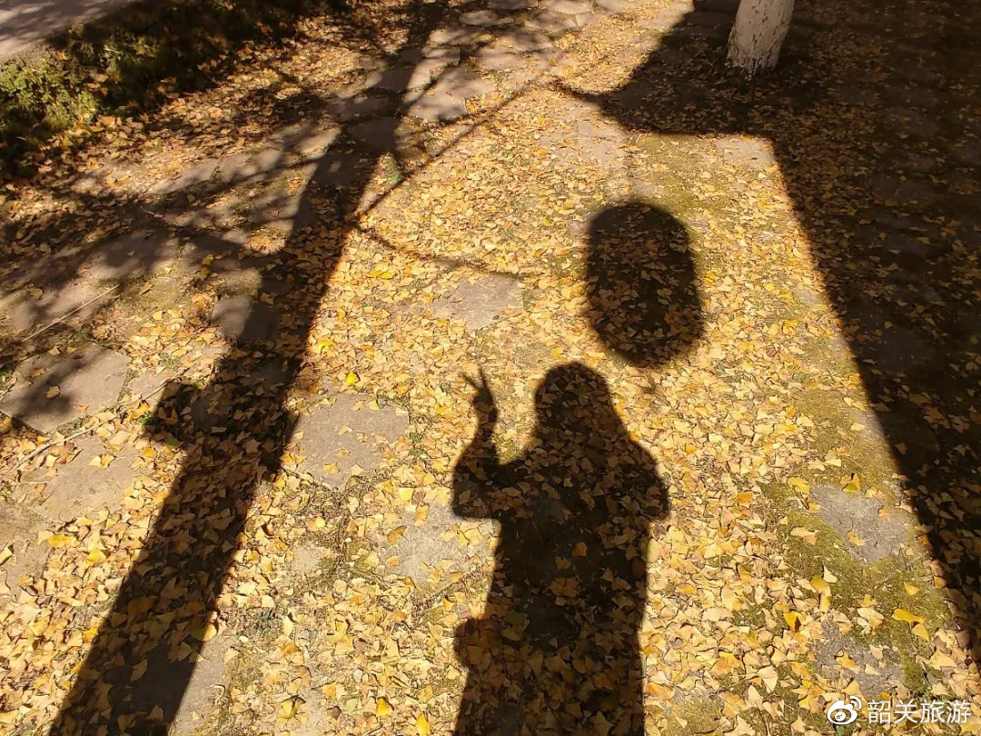 准备打卡！金丝皇菊花海、银杏...周末来南雄这条线，玩法不重复