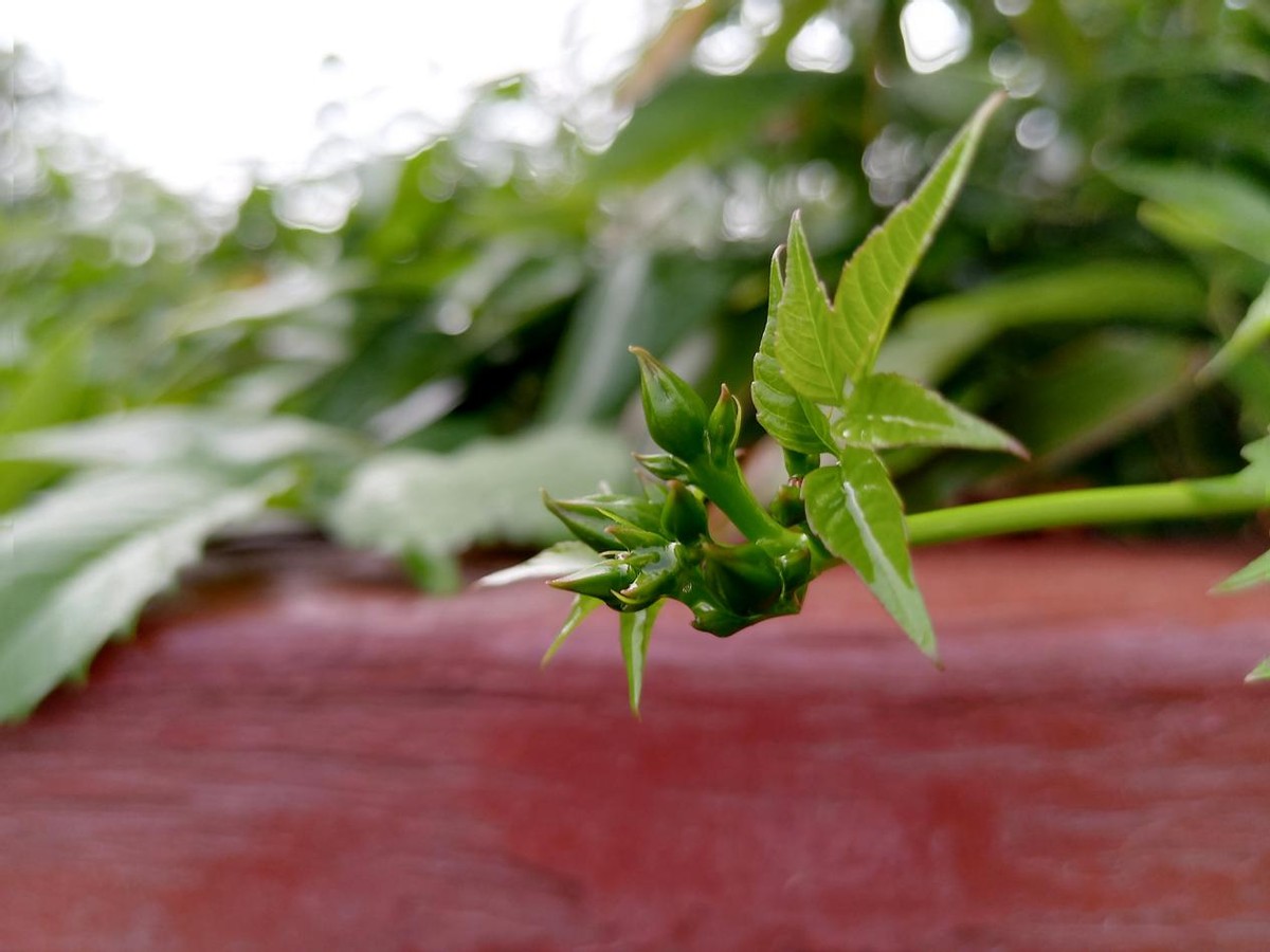 千元颜值担当荣耀Play5T Pro上手体验——拍照有实力，快充更给力