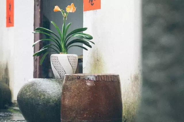 五九尽处又逢春，在西递，邂逅故乡里的烟雨
