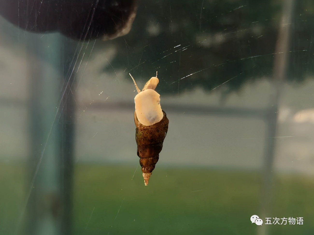 常见观赏螺简介暨新手养螺记