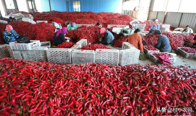 农村种辣椒不赚钱？学会了跟这5种农作物混种，你就能高产多卖钱