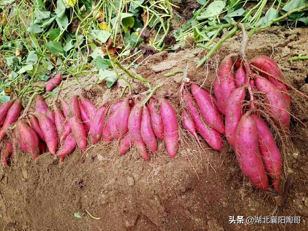 白露到，吃3物，饮2水，食1肉，做1事，润秋燥解秋乏，健康养生