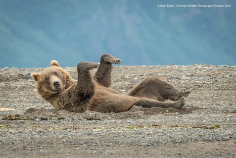 8張像人的動物照片，幼獅驚掉下巴的樣子和人類一模一樣