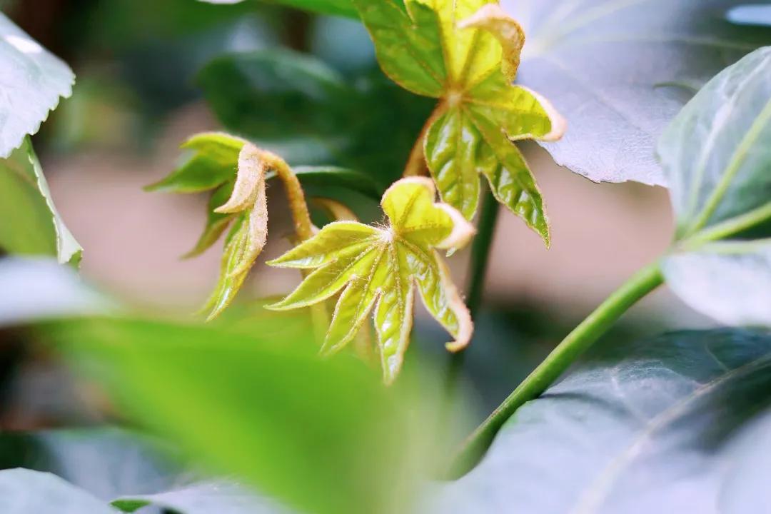 带上五官到校园里寻找春天——成都市华中附小大自然的语文课