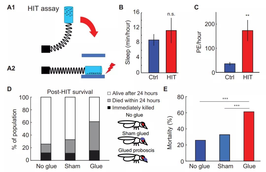 趙英俊熬夜致病？研究發現動物不睡也扛不住