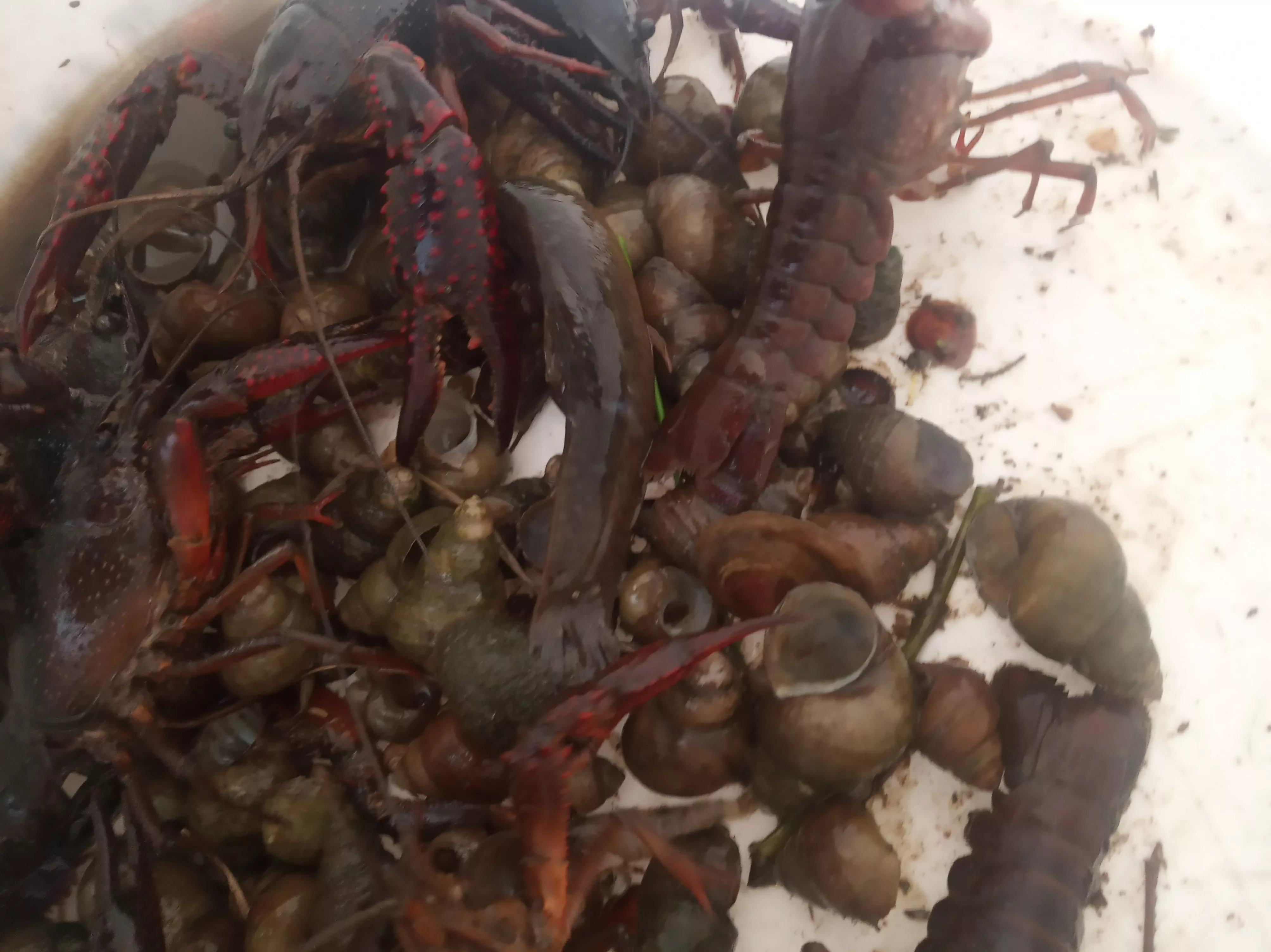 为什么一般小龙虾养殖混养螺蛳，却不混养河蚌？因为河蚌缺点明显