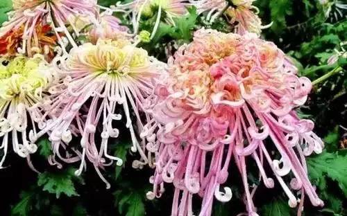 全國(guó)56個(gè)城市的市花，你是否全都了解？