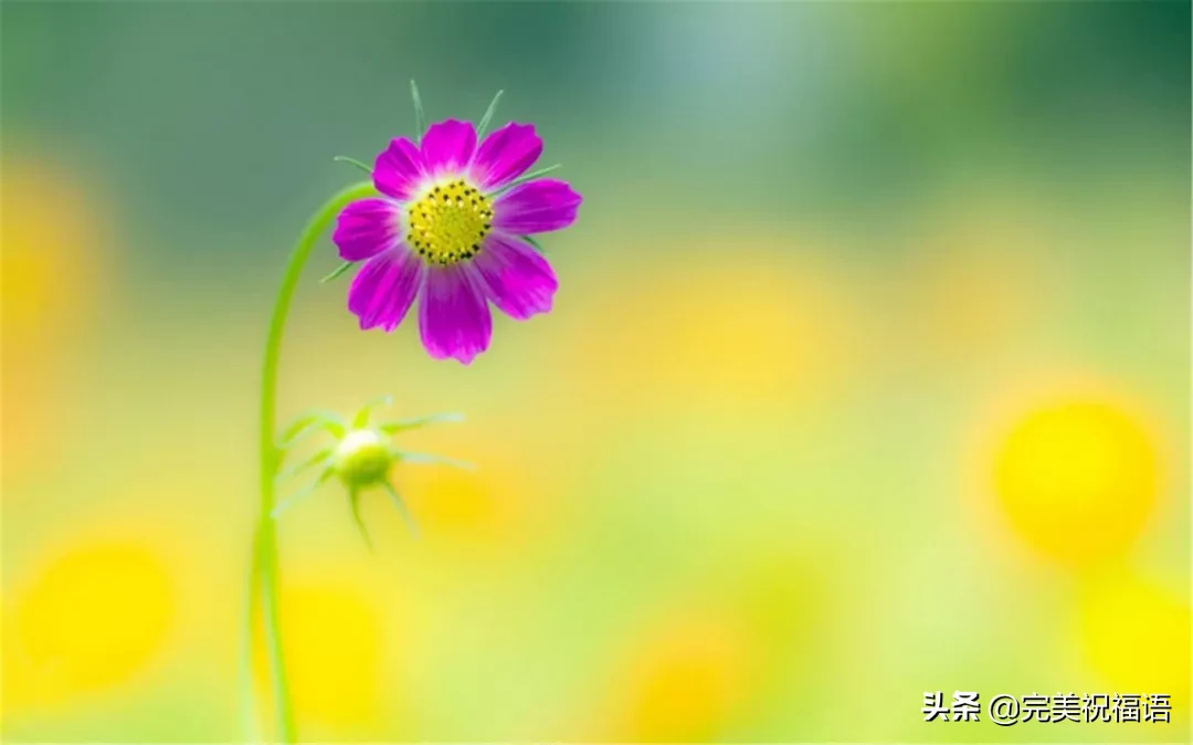 向日葵经历了风雨，站在阳光下更显灿烂；人生尝尽了百味方觉甜美