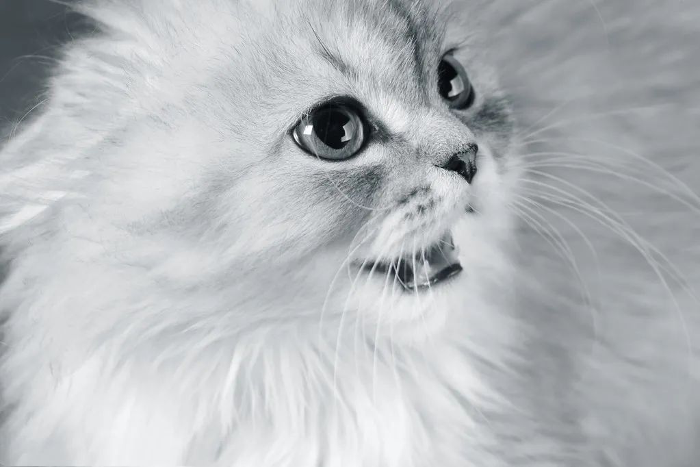 貓宮莊園u2022如何阻止貓在水槽和浴缸裡大小便？_貓宮莊園- MdEditor