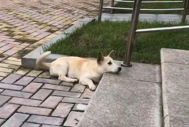狗狗被遗弃后，它自己知道吗？它会不会跟别的流浪狗说它有主人？
