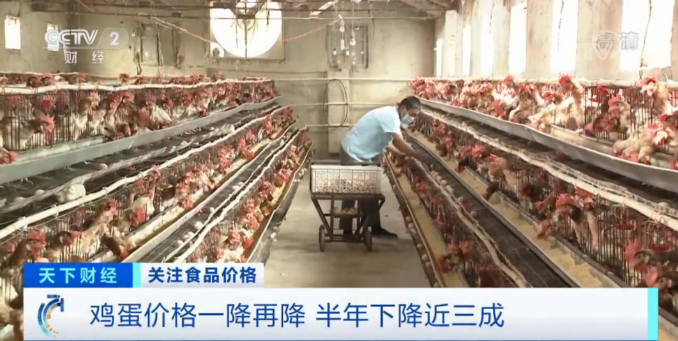 鸡蛋价格大跌近30%，养殖户卖一斤亏0.7元！一降