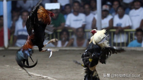 一印度男子参与斗鸡，意外被鸡伤了性命。斗鸡