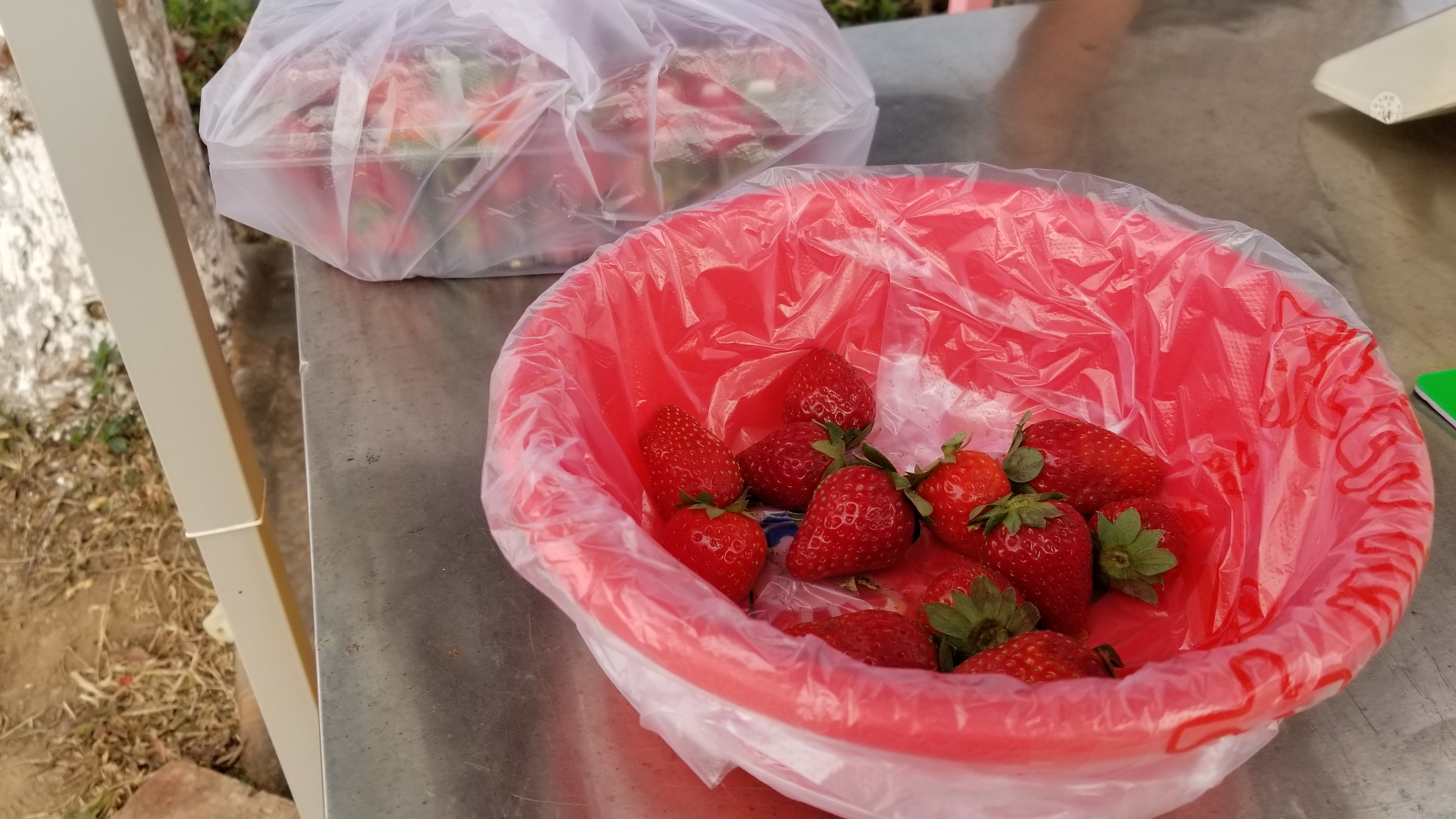 广东的一个草莓园！老板说在地里可以免费吃饱了再上来！