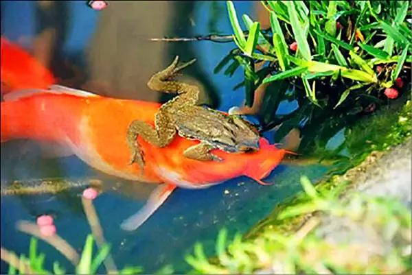 真实原因很残酷金蟾抱鲤寓意升官发财的背后