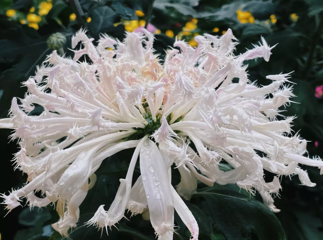 中国开封第38届菊花文化节开幕