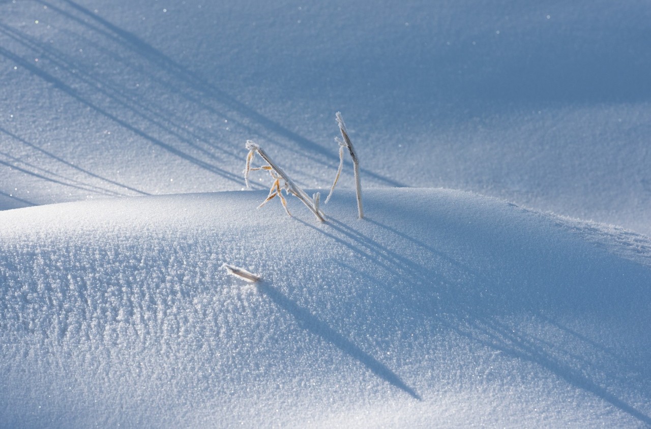 16首经典咏雪诗词，冬如画，雪如诗，赏尽冬雪之雪-第5张图片-诗句网