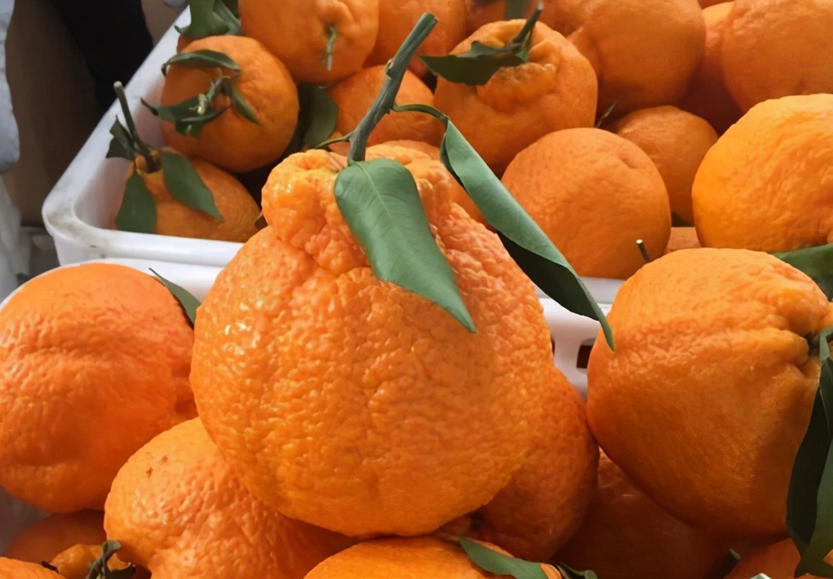 買醜橘，硬的軟的哪種好？ 教您4招挑選技巧，容易買到香甜多汁的