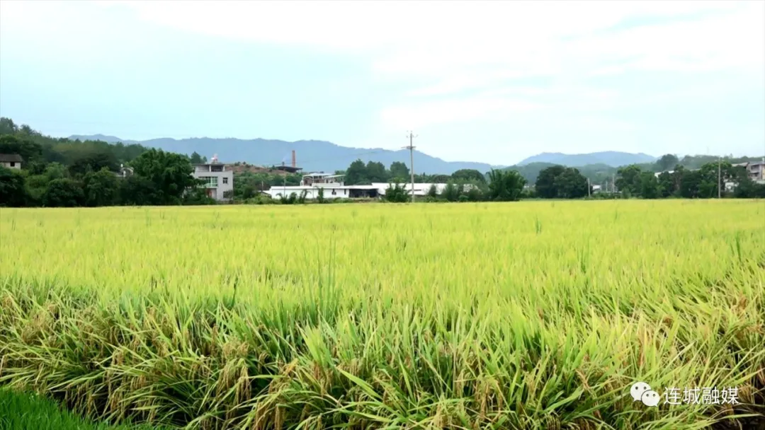 又到一年丰收时 农机助力早稻收割