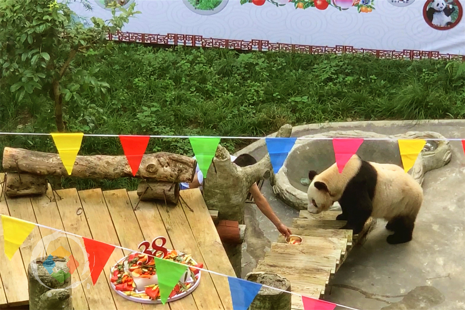 年纪最大的熊猫在哪里？重庆动物园的“新星”，迎来38岁生日