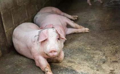 怎么管理后备母猪？饲养管理中的几个误区，配种，初产