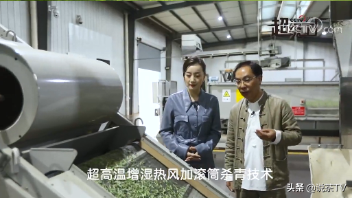 春茶季，大品牌茶企都怎么做推广