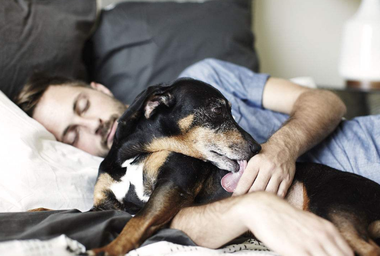 喜欢和狗狗一起睡，是因为下面几个好处，你中招了吗？
