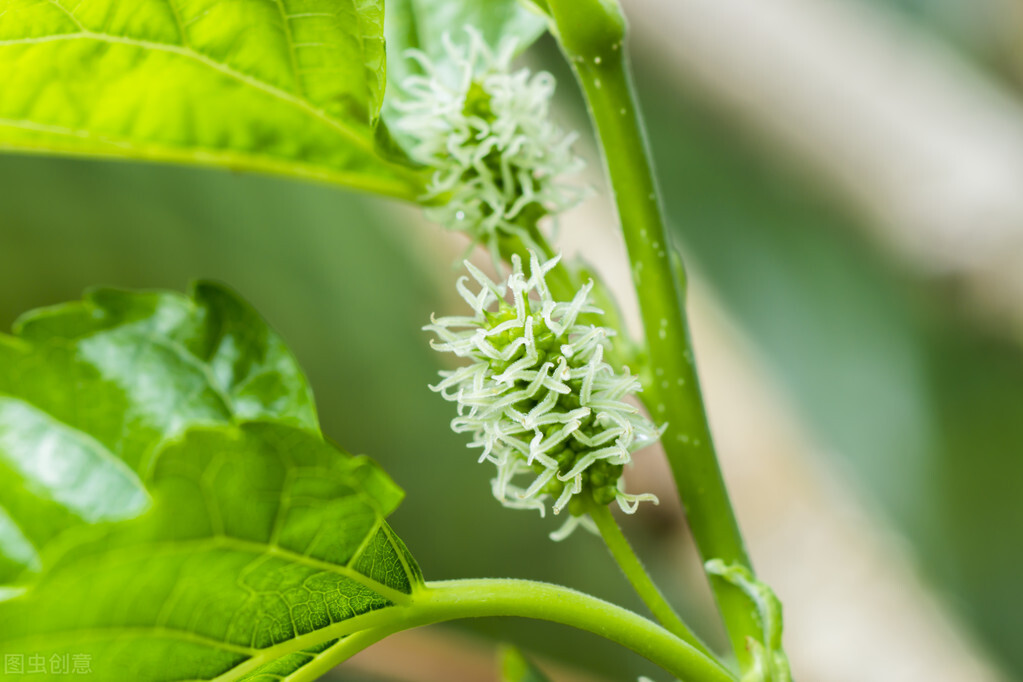 給你一套栽培桑樹 桑果的好方法 種植一次採收長達十幾年 鄉村小華168 Mdeditor