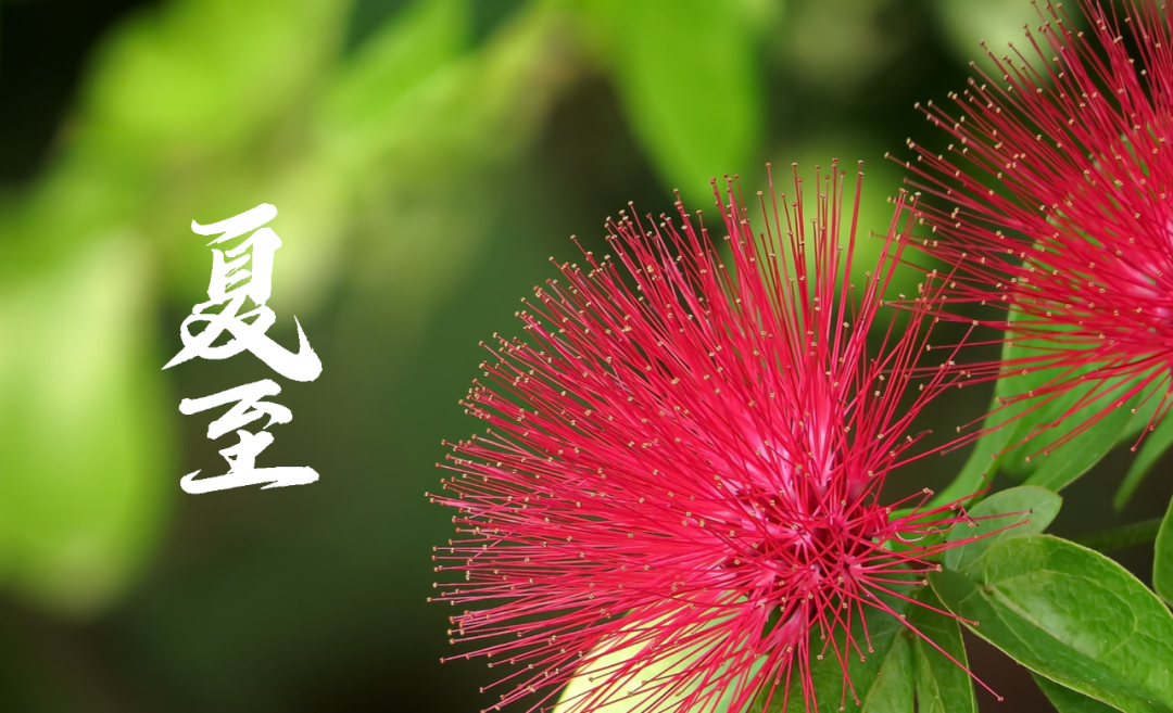 在古诗词里，寻找夏日的美好-第21张图片-非凡网