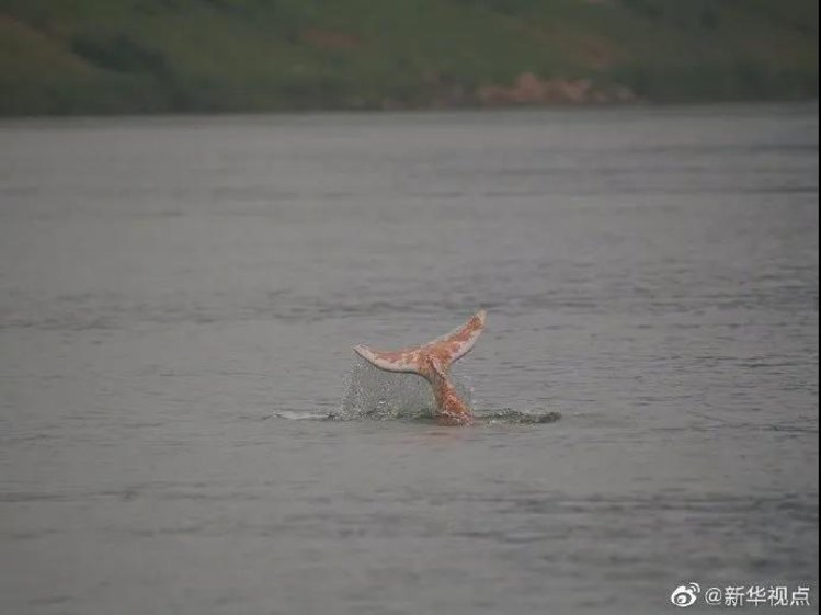 Zhengzhou of ｜ of elephant morning paper is free inchoate sieve investigates lung cancer the job is started