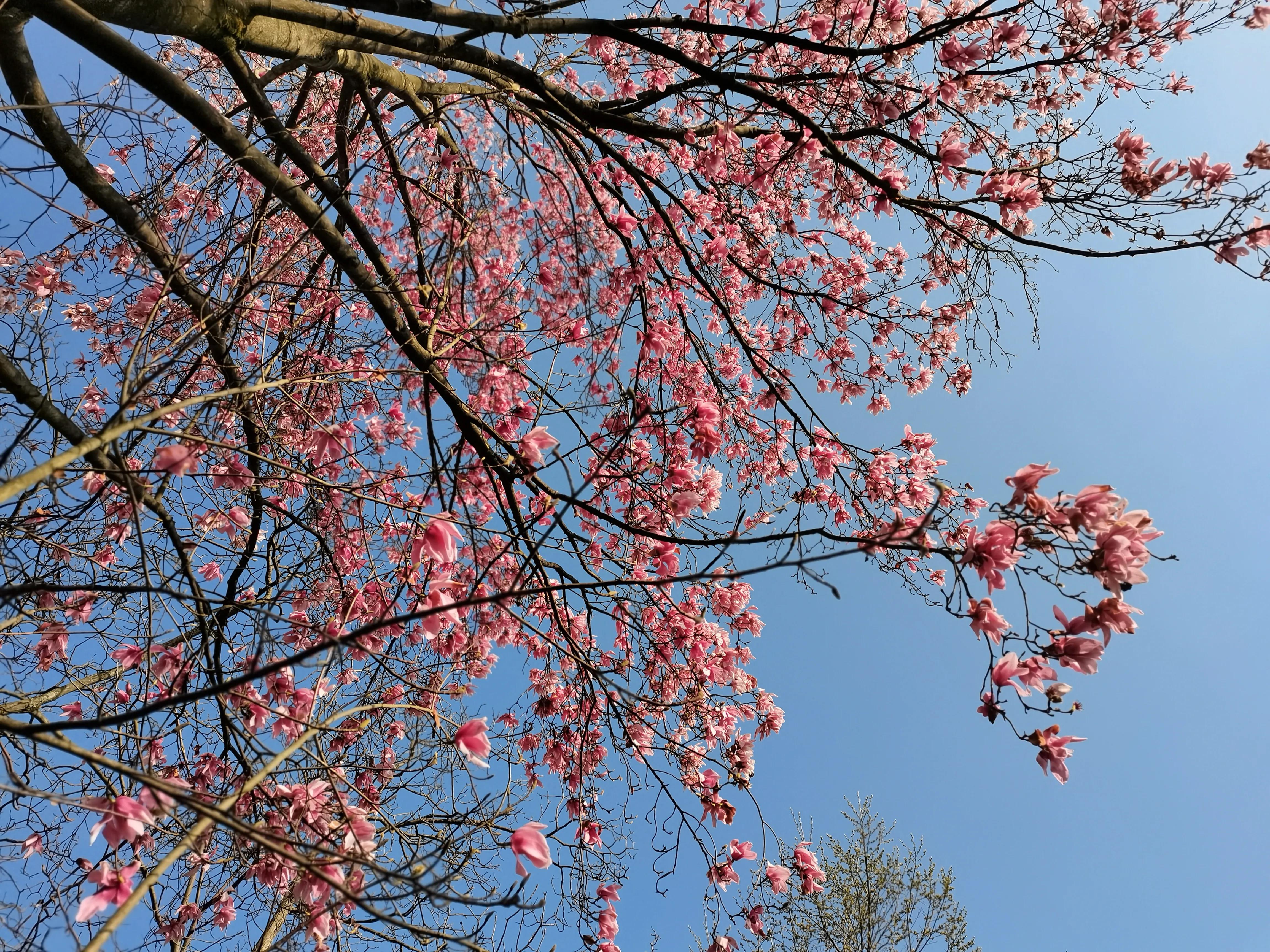 四川花溪景看辛夷花 香艳之旅 资讯咖