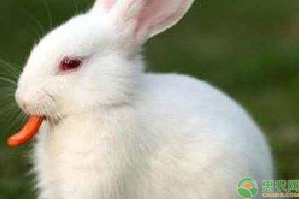 兔子只吃胡蘿卜嗎？不同食物對兔子生長有什麽作用？