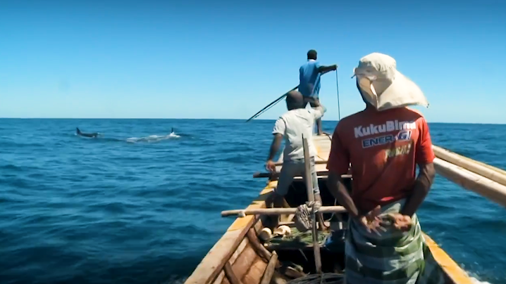 印尼最后的捕鲸部落：一天1头抹香鲸和10头海豚，价值才到1美元