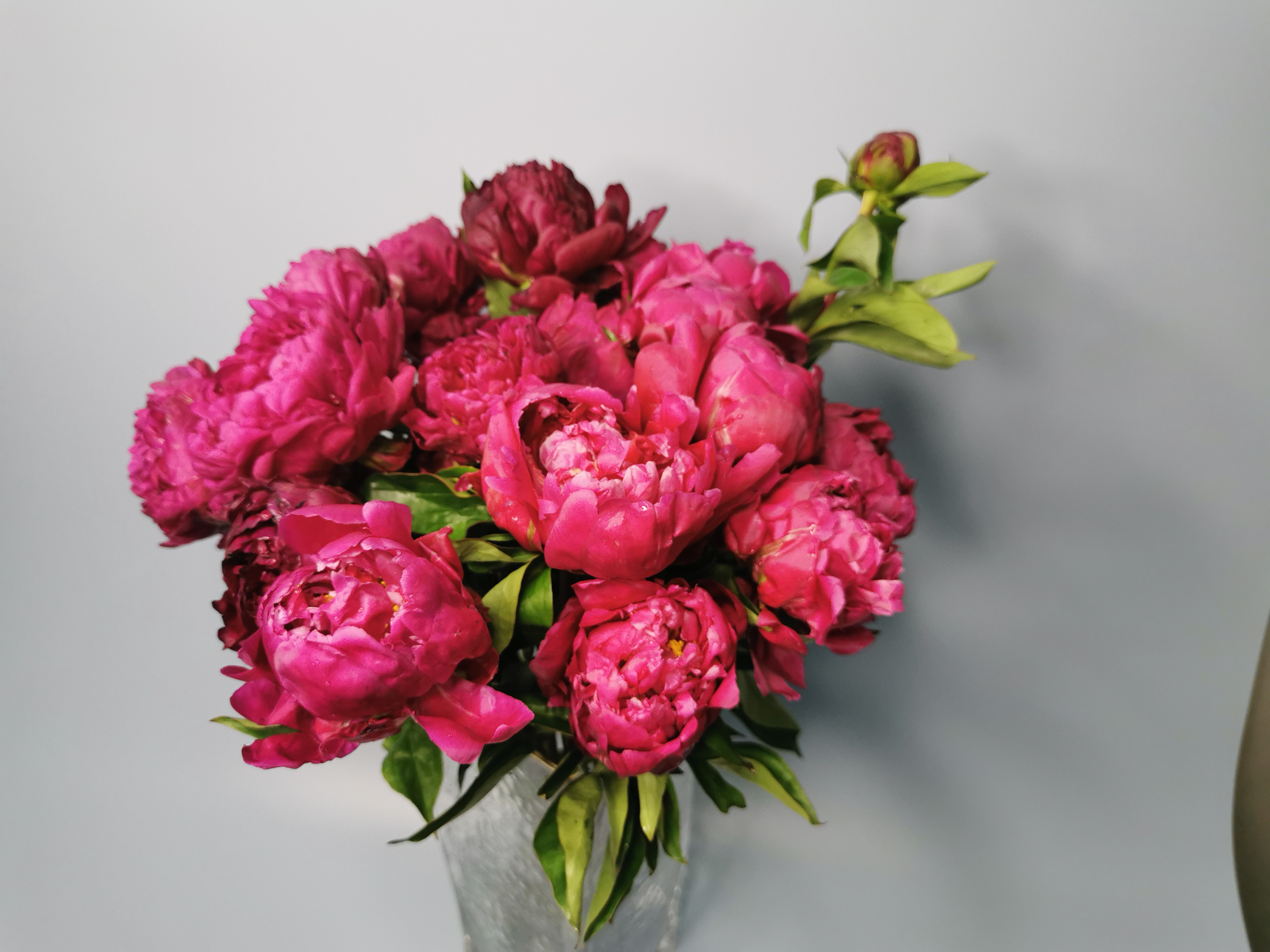 山東菏澤的大牡丹芍藥鮮切花 菏澤多禾牡丹種植基地 Mdeditor