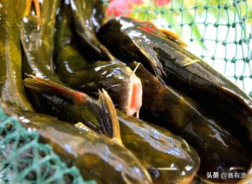 黄颡鱼出血病什么原因 黄颡鱼出血病用什么药好