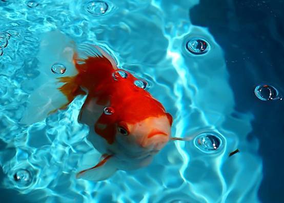 疫情升级之际 美国小城出现 巨型 金鱼 当地官员做出悲观预测 小屋見大屋