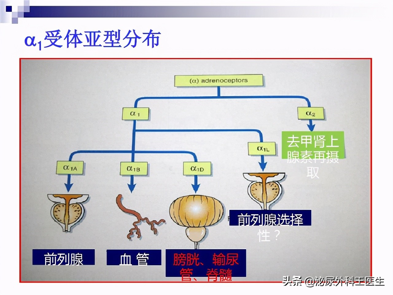 坦索罗辛除了改善尿频，还能治疗良性前列腺增生、早泄等男科疾病