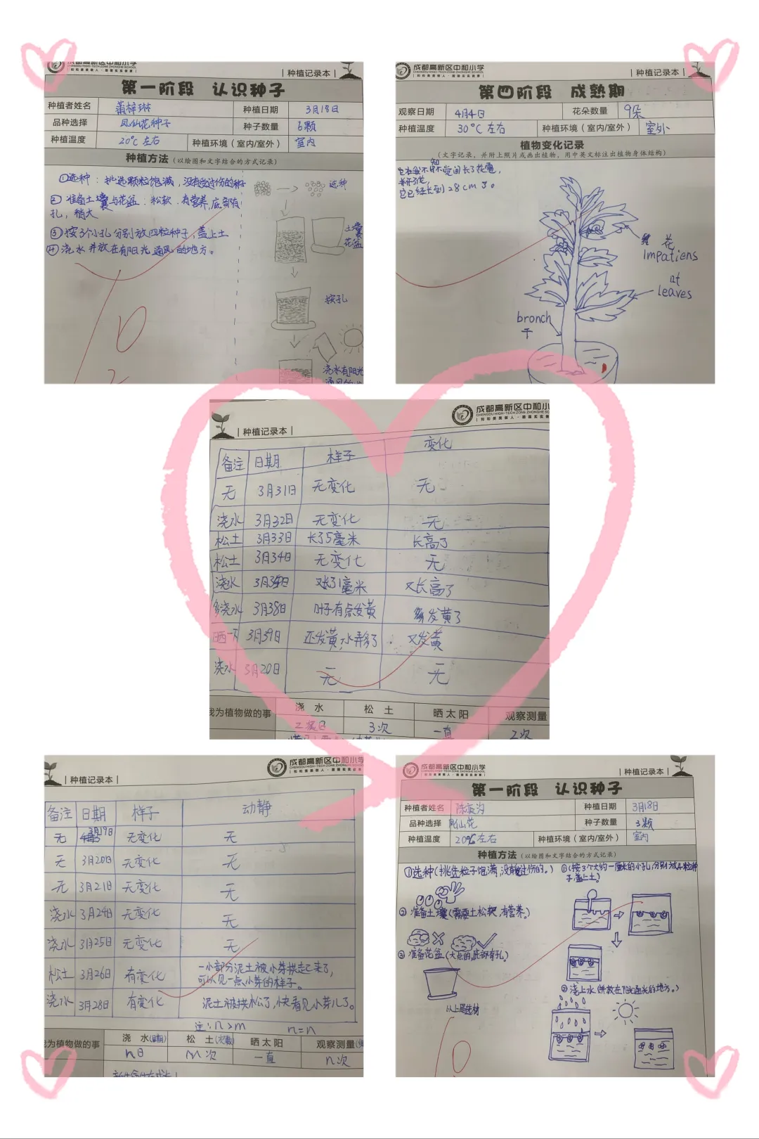 成都高新区中和小学开展“种植劳动”主题课程