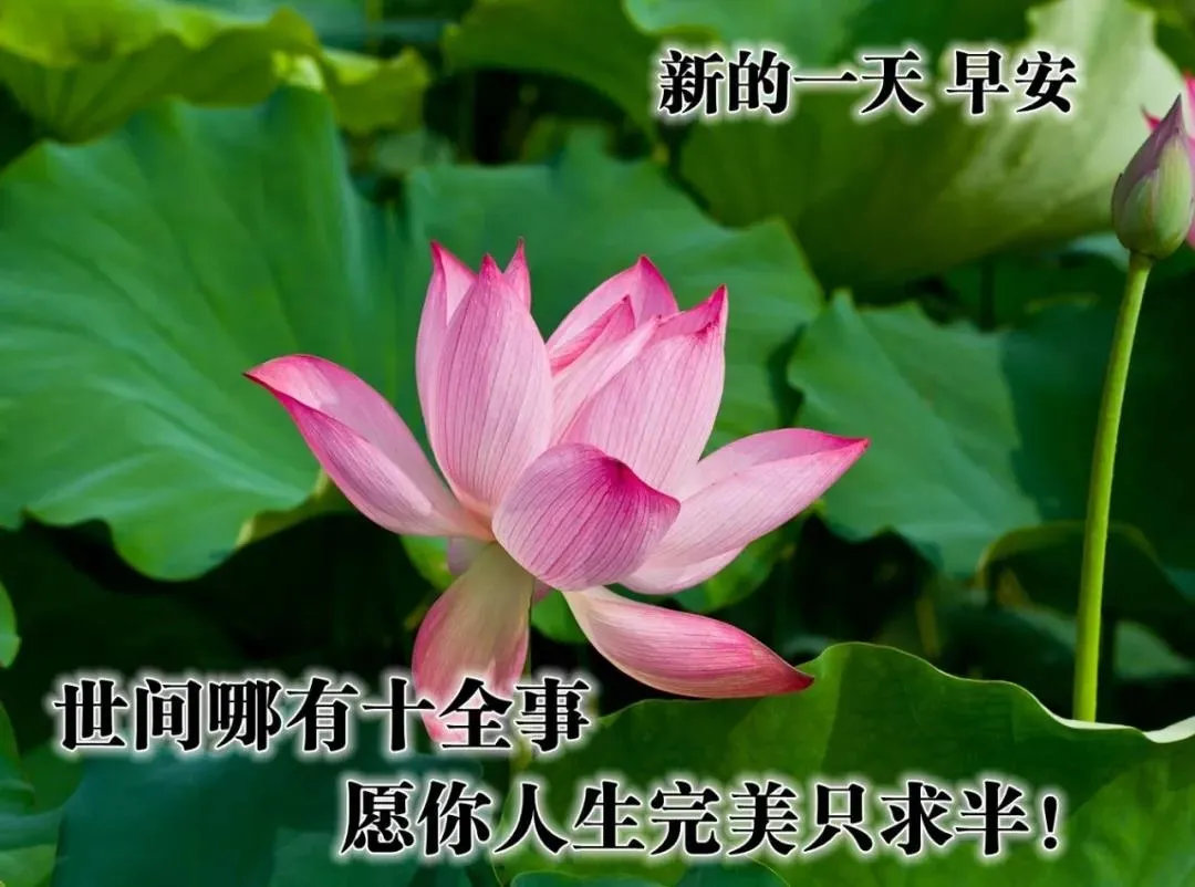 好看的早上好的祝福语图片大全，唯美早上好动态表情包图片