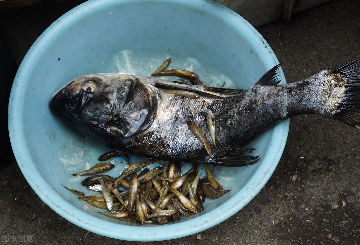 国内：肉价跌，鱼价涨，国外：肉价和鱼价一起涨