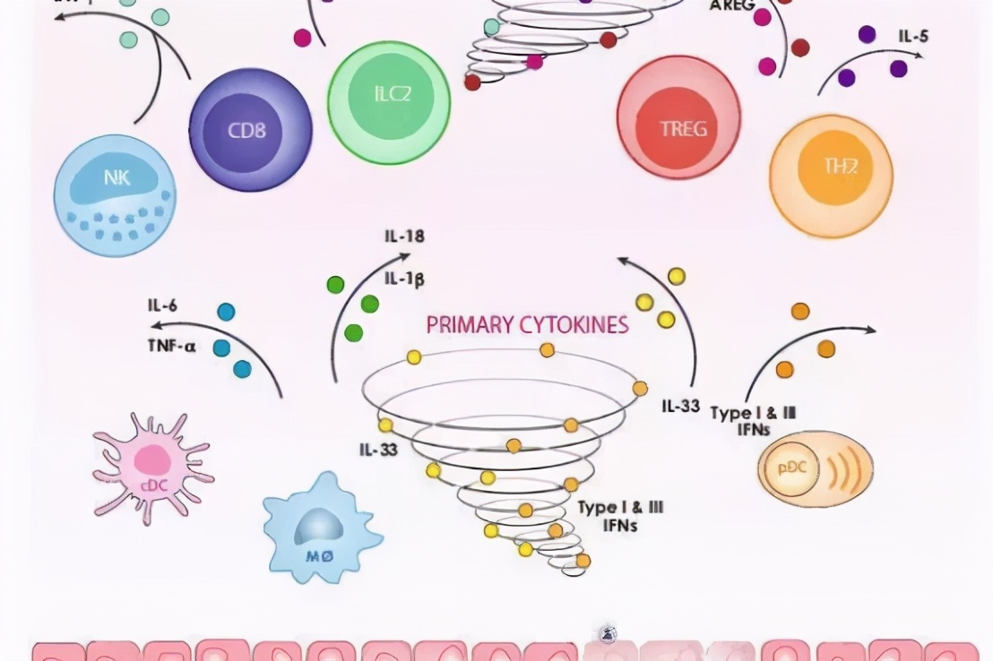 免疫系統(tǒng)的一場混戰(zhàn)！細(xì)胞因子風(fēng)暴如何成為疾病的“奪命幫兇”