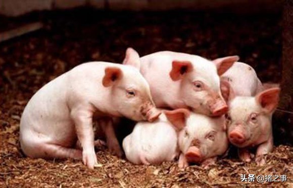 实用！学会这“10看”买小猪，外行也能成为“半