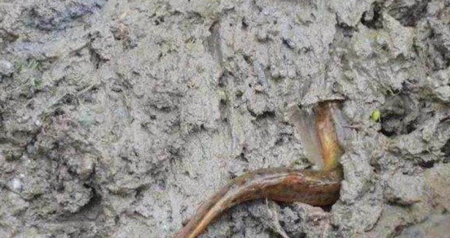 地球上的“奇怪”動物，它們有的不需要陽光，有的需要“夏眠”