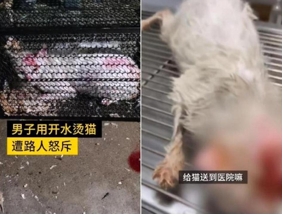 虐猫男子有罪 但是请适可而止 放过无辜的老人吧 Mp头条