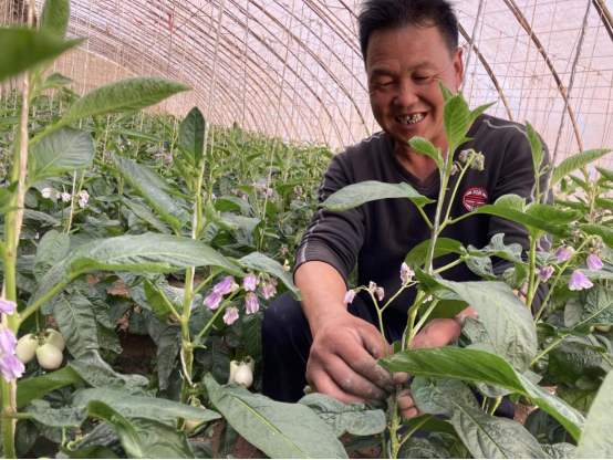 科技农业相融合 结出群众“致富果”