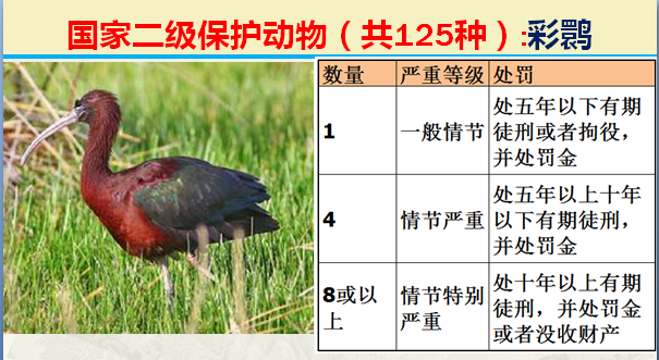 国家最新125类二级野生保护名录，图片及违法对应刑责