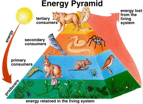 人類為何隻吃食草動物的肉，而很少吃食肉動物？