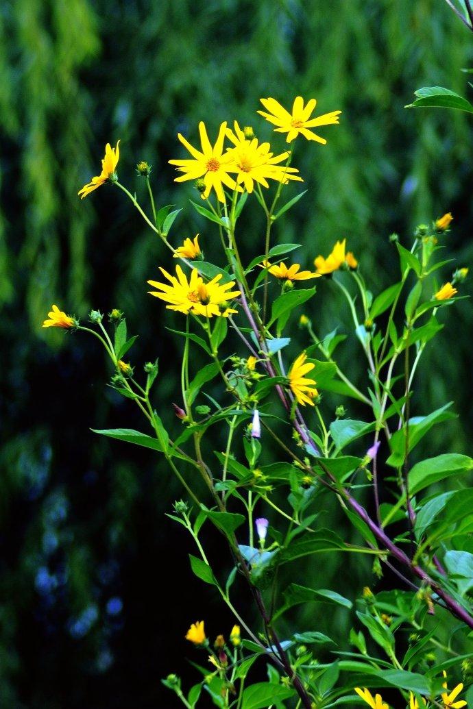 五月花事 洋姜花 Mp头条