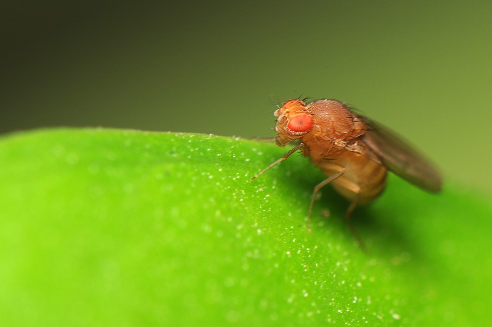 警惕生物戰(zhàn)！海關(guān)截獲美國包裹，7000只黑腹果蠅恐成為果農(nóng)噩夢